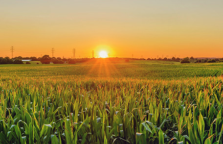 Corn Field at Sunset, adapted from image at cdc.gov