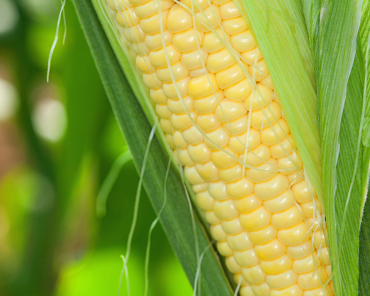 Corn on Stalk, adapted from USDA image with photo credit to Peggy Greb