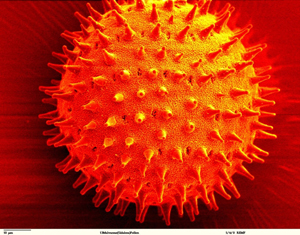 Pollen Grain, adapted from image at nasa.gov