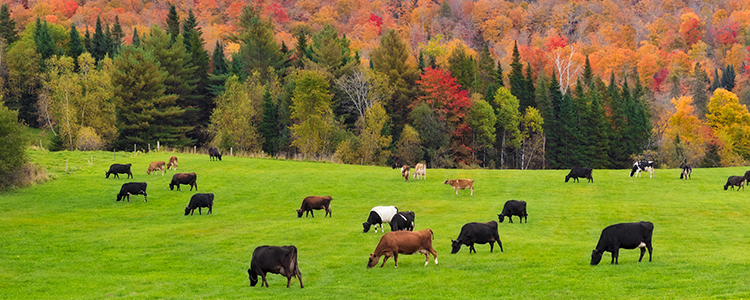 Vermont Scenery With Cows, Mountains, Fall Foliage, adapted from image at usda.gov